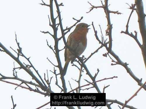 Master Robin's Morning Song
